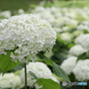 紫陽花