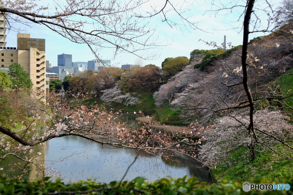 桜