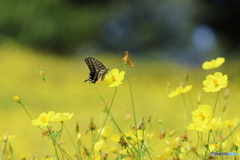 昭和記念公園