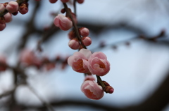 梅の花