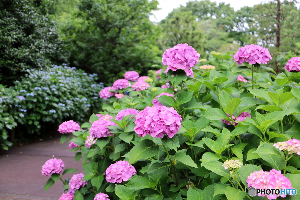 紫陽花