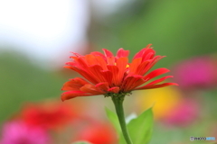 街に咲く花