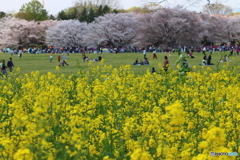 菜の花