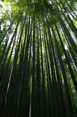 報国寺