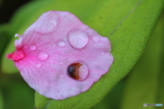 街に咲く花