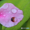 街に咲く花