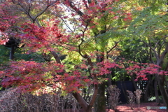 北の丸公園