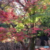 北の丸公園