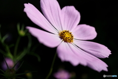 街に咲く花