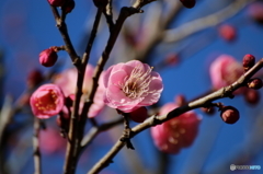 梅の花