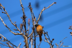 野山の鳥