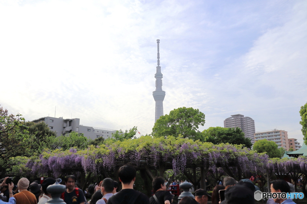 亀戸天神社