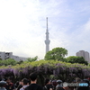 亀戸天神社