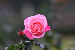 薔薇