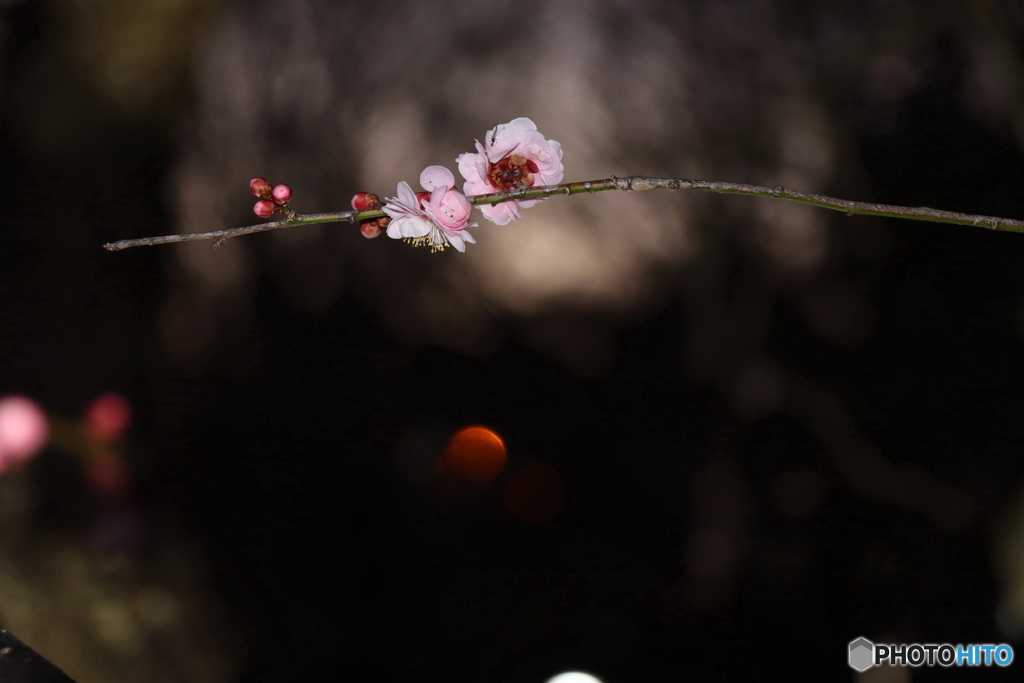 梅の花