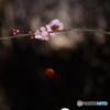 梅の花