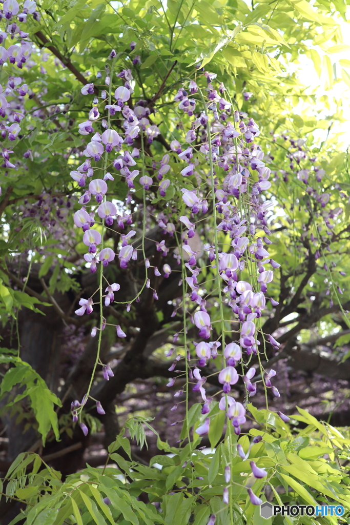 亀戸天神社