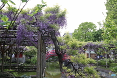 亀戸天神社