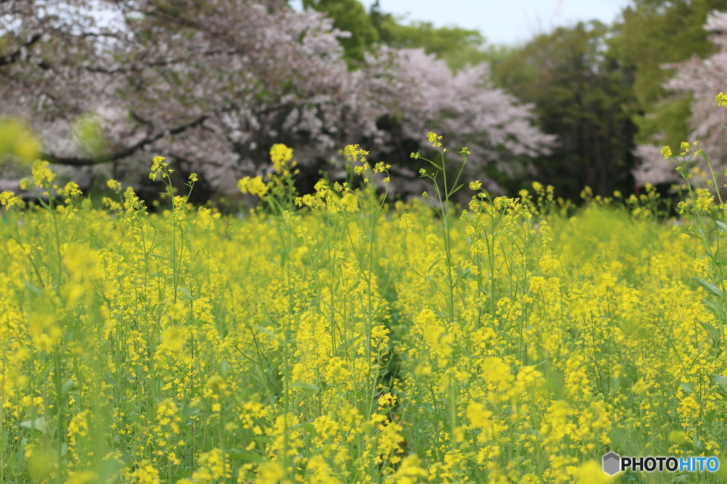 菜の花