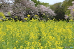菜の花