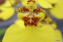 神代植物公園 