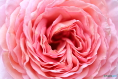 街に咲く花