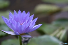 神代植物公園