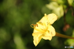 白粉花