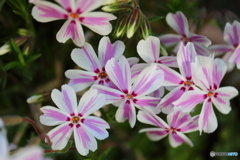 街に咲く花