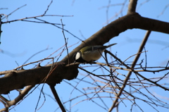 シジュウカラ