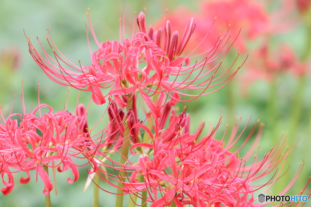 郷土の森