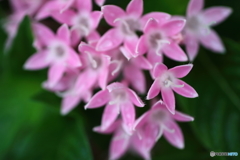 街に咲く花