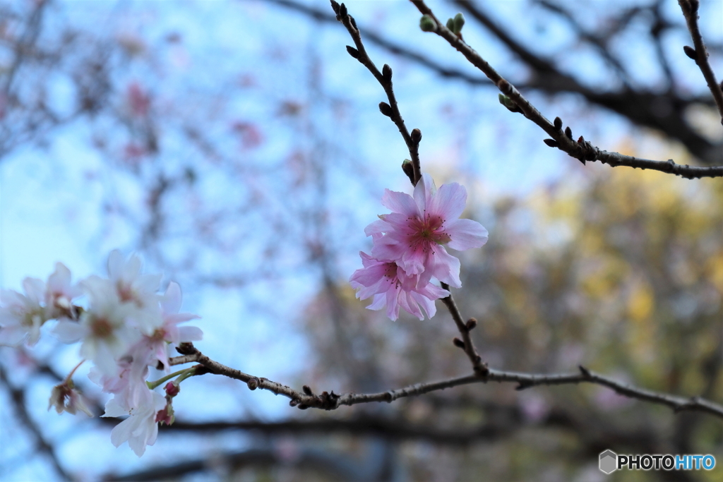 街に咲く花