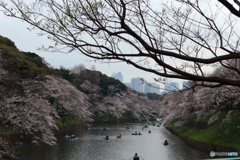 サクラ