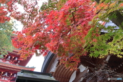 紅葉