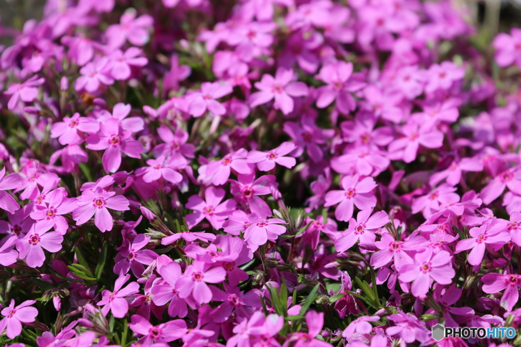 芝桜
