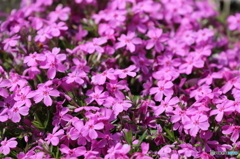 芝桜