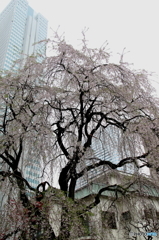枝垂桜