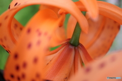 街に咲く花