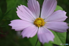 街に咲く花