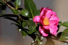 街に咲く花