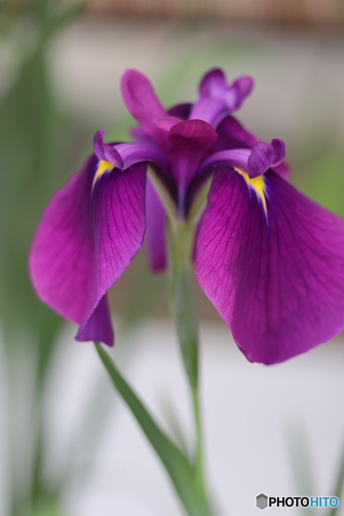 花菖蒲