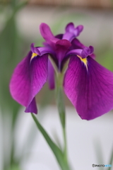 花菖蒲