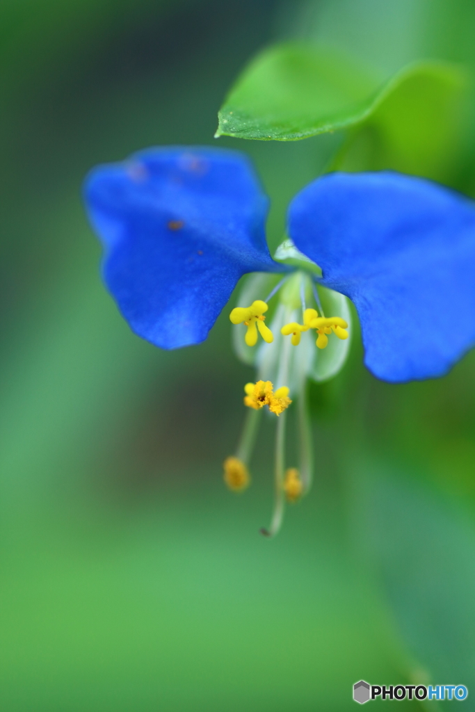 街に咲く花