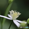街に咲く花