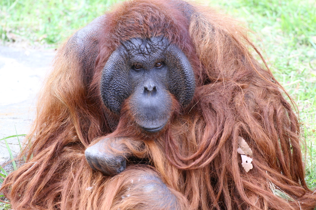 キュー（オラウータン）