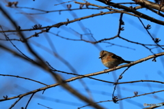 野鳥