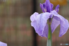 花菖蒲