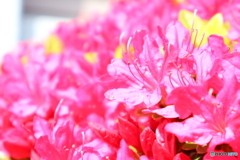 街に咲く花
