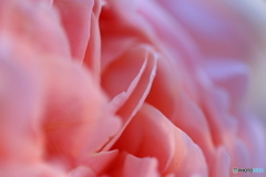 街に咲く花